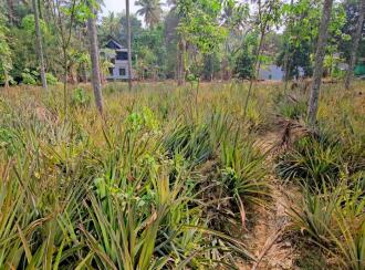 Residential Land for Sale in Kottayam, Kaduthuruthy, Kanjirathanam, St John's high school, kanjirathanam