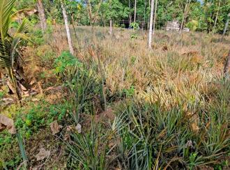 Residential Land for Sale in Kottayam, Kaduthuruthy, Kanjirathanam, St John's high school, kanjirathanam