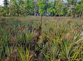 Residential Land for Sale in Kottayam, Kaduthuruthy, Kanjirathanam, St John's high school, kanjirathanam