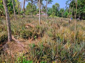 Residential Land for Sale in Kottayam, Kaduthuruthy, Kanjirathanam, St John's high school, kanjirathanam