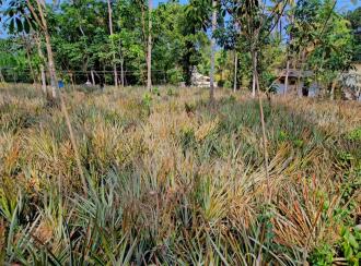 Residential Land for Sale in Kottayam, Kaduthuruthy, Kanjirathanam, St John's high school, kanjirathanam