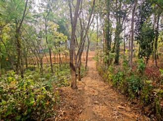 Residential Land for Sale in Pathanamthitta, Pathanamthitta, Elavanthitta, Chandhanamkunnu Lp School
