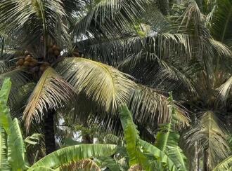 Residential Land for Sale in Thrissur, Pattikkad, Pattikkad, NH-karippa road