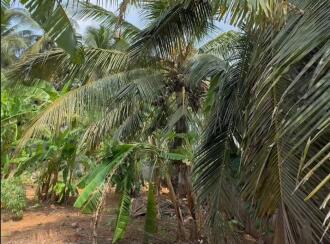 Residential Land for Sale in Thrissur, Pattikkad, Pattikkad, NH-karippa road