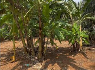 Residential Land for Sale in Thrissur, Pattikkad, Pattikkad, NH-karippa road