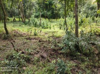 Commercial Land for Sale in Wayanad, Pulpally, Pulpally