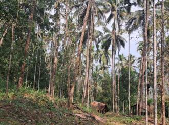 Residential Land for Sale in Kannur, Manakadavu, Near alacode, Manakadavu