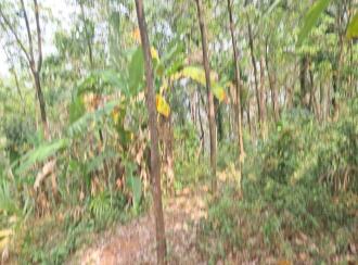 Residential Land for Sale in Kannur, Manakadavu, Near alacode, Manakadavu