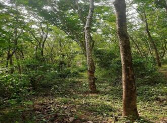 Residential Land for Sale in Kannur, Manakadavu, Near alacode, Manakadavu