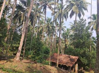 Residential Land for Sale in Kannur, Manakadavu, Near alacode, Manakadavu