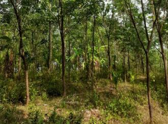 Residential Land for Sale in Kannur, Manakadavu, Near alacode, Manakadavu