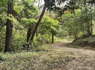 Residential Land for Sale in Thrissur, Thrissur, Kannara, Kerala Forest Research Institute Main Office