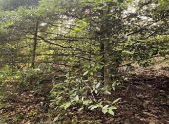 Residential Land for Sale in Thrissur, Thrissur, Kannara, Kerala Forest Research Institute Main Office