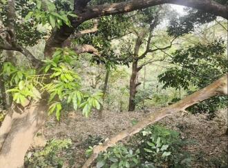 Residential Land for Sale in Thrissur, Thrissur, Kannara, Kerala Forest Research Institute Main Office