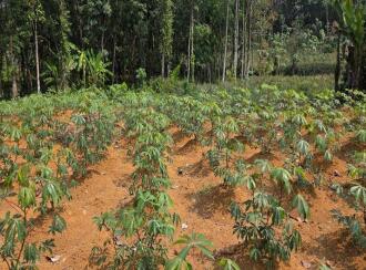 Residential Land for Sale in Kottayam, Pala, Ramapuram, Rama temple