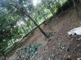 Residential Land for Sale in Ernakulam, Puthencruz, Kunnathunad, Choondy