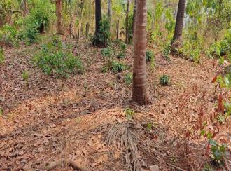 Residential Land for Sale in Palakkad, Ottappalam, Manisseri, https://www.google.com/maps/place/10%C2%B046'43.2%22N+76%C2%B020'44.6%22E/@10.7786653,76.3431369,17z/data=!3m1!4b1!4m4!3m3!8m2!3d10.7786653!4d76.3457118?hl=en&entry=ttu&g_ep=EgoyMDI2MDMwNC4xIKXMDSoASAFQAw%3D%3D