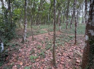 Residential Land for SalePathanamthitta, Pandalam, Thumpamon