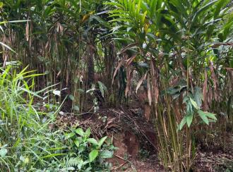 Residential House Villa for Sale in Idukki, Munnar, Munnar, Ambazhachal junction