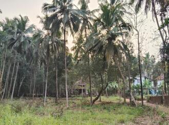 Residential Land for Sale in Kannur, Thalassery, Kodiyeri, Muzhikkara - Malabar Cancer Centre, Thalassery