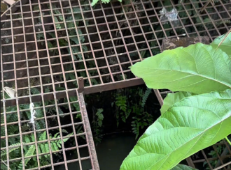 Residential House Villa for Sale in Palakkad, Palakkad, Palakkad town, Disrict Police Office