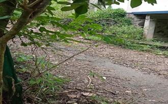 Residential Land for Sale in Kottayam, Ettumanoor, Pattithanam, Pattithanam