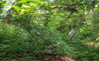 Residential Land for Sale in Kottayam, Ettumanoor, Pattithanam, Pattithanam