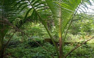 Residential Land for Sale in Kottayam, Ettumanoor, Pattithanam, Pattithanam