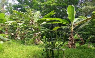 Residential Land for Sale in Kottayam, Ettumanoor, Pattithanam, Pattithanam