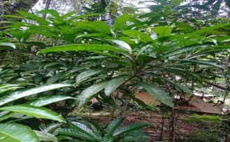 Residential Land for Sale in Kottayam, Ettumanoor, Pattithanam, Pattithanam