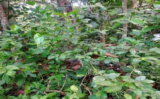 Residential Land for Sale in Kottayam, Ettumanoor, Pattithanam, Pattithanam