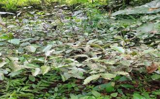 Residential Land for Sale in Kottayam, Ettumanoor, Pattithanam, Pattithanam