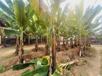 Residential Land for Sale in Ernakulam, Aluva, Aluva, Asan colony