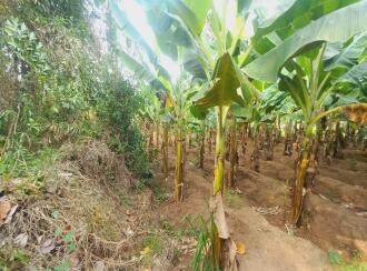 Residential Land for Sale in Ernakulam, Aluva, Aluva, Asan colony