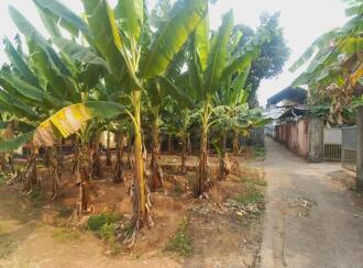 Residential Land for Sale in Ernakulam, Aluva, Aluva, Asan colony