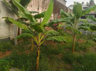 Residential Land for Sale in Ernakulam, Ernakulam town, Elamakara, Elamakkara