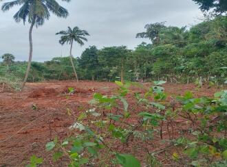 Residential Land for Sale in Palakkad, Palakkad, Vallikkode, Near Valayapulli Temple