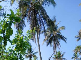 Residential Land for Sale in Thrissur, Thrissur town, Thrissur, peechi vazhani road