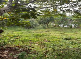 Residential Land for Sale in Kottayam, Changanassery, Madappally, PERUMAVU KARUKANDAM ROAD