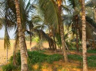 Residential Land, Alleppey