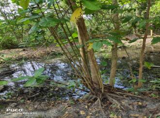 Residential Land for Sale in Alleppey, Cherthala, Thuravoor