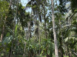 Agricultural Land for Sale in Kozhikode, Thamarassery, Kodenchery, Kanjirad