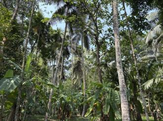 Agricultural Land for Sale in Kozhikode, Thamarassery, Kodenchery, Kanjirad