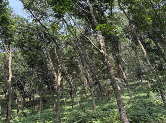 Agricultural Land for Sale in Kozhikode, Thamarassery, Kodenchery, Kanjirad