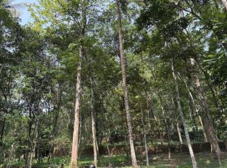 Agricultural Land for Sale in Kozhikode, Thamarassery, Kodenchery, Kanjirad