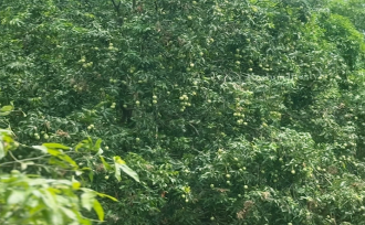 Residential Land for Sale in Kozhikode, Thamarassery, Kodenchery, Chembukadavu near Knwledee city