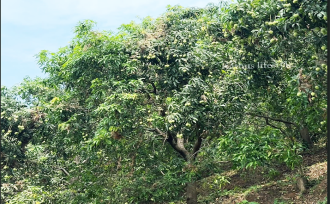 Residential Land for Sale in Kozhikode, Thamarassery, Kodenchery, Chembukadavu near Knwledee city