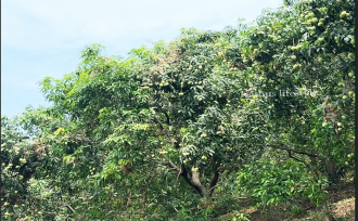 Residential Land for Sale in Kozhikode, Thamarassery, Kodenchery, Chembukadavu near Knwledee city