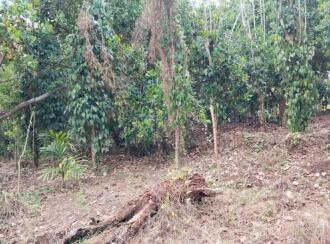 Residential Land for Sale in Palakkad, Alathur, Mangalam dam, Mangalam Dam