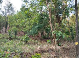 Residential Land for Sale in Palakkad, Alathur, Mangalam dam, Mangalam Dam